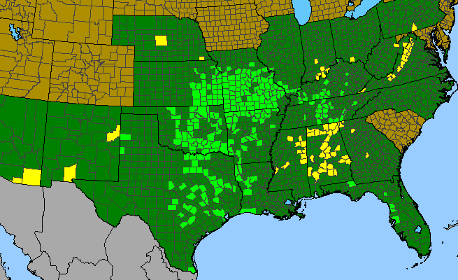 The range of Ophioglossum engelmannii